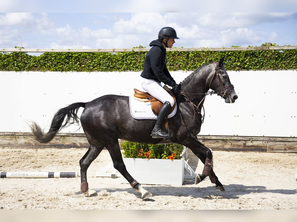 Zangersheider Mare 5 years 15,2 hh Grey in Waddinxveen