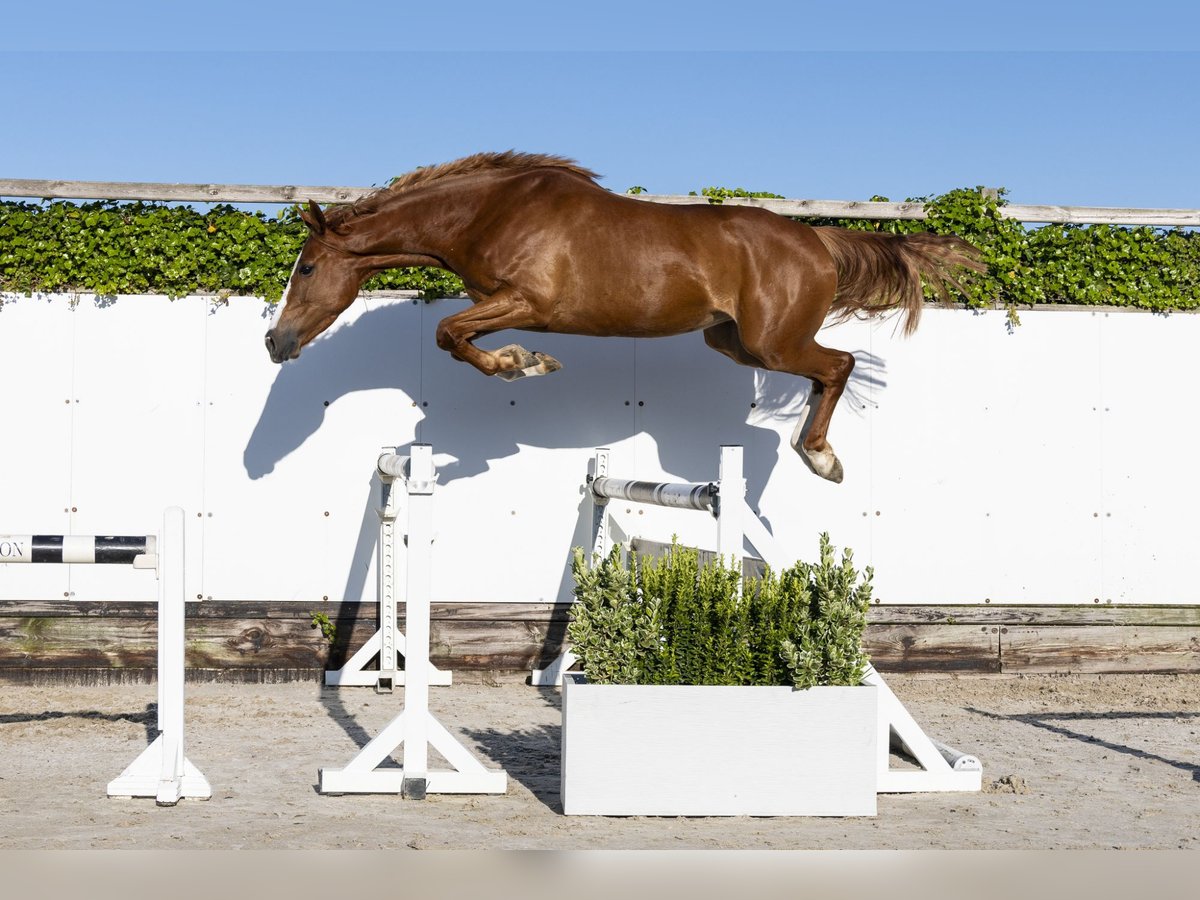 Zangersheider Mare 5 years 15,2 hh in Waddinxveen