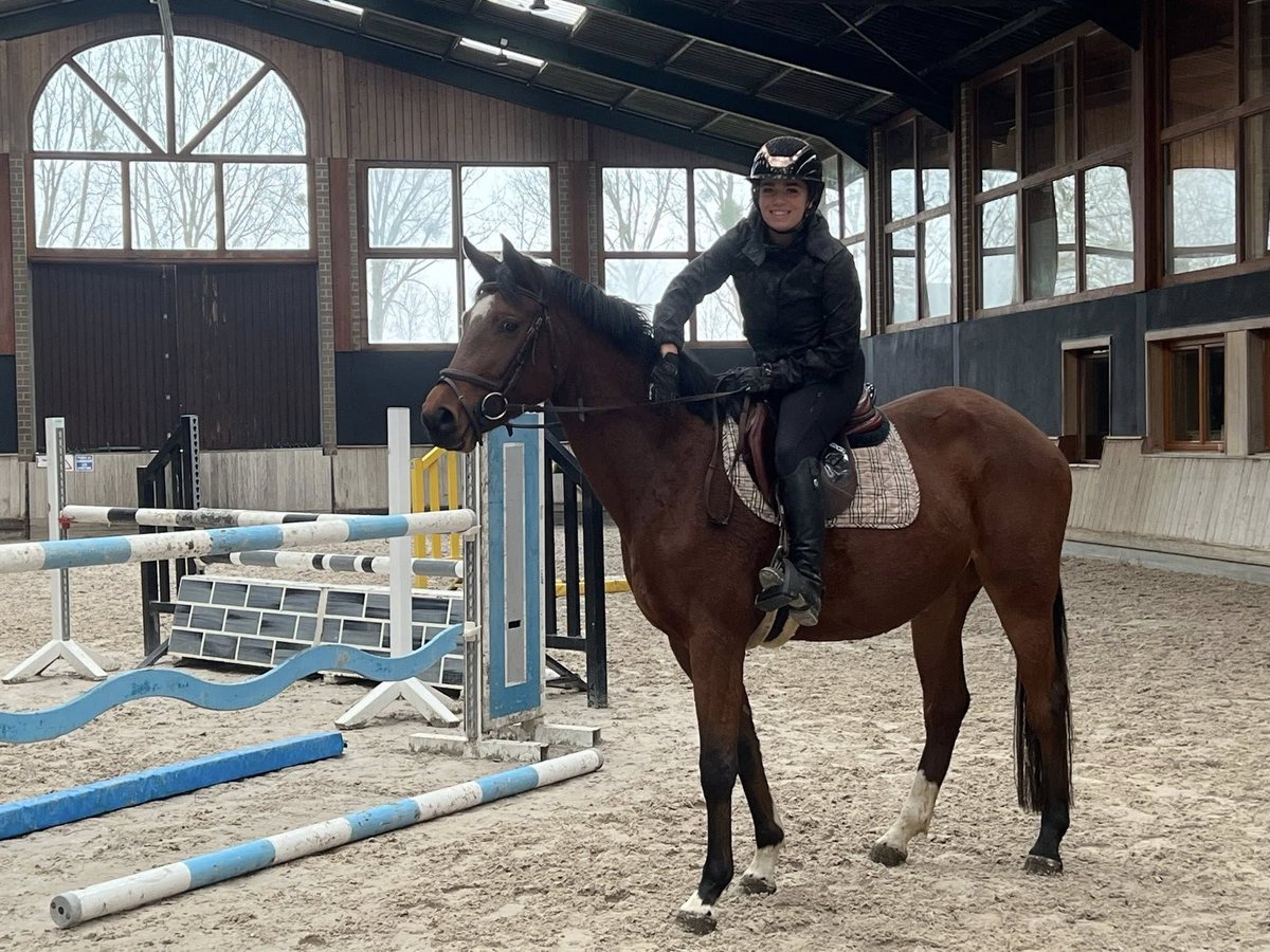 Zangersheider Mare 5 years 15,3 hh Brown in GROTE-BROGEL