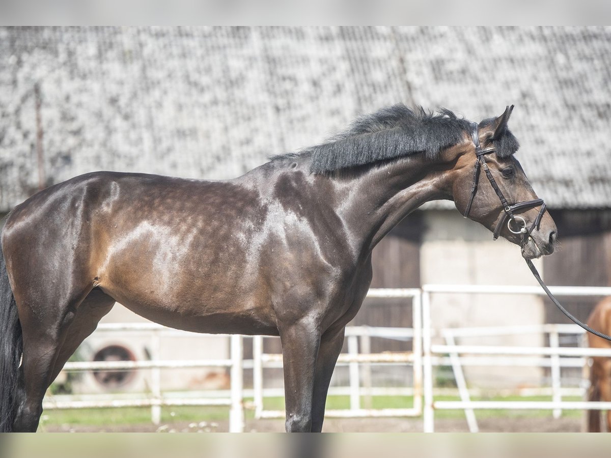 Zangersheider Mare 5 years 16,2 hh Smoky-Black in Lwówek Wlkp