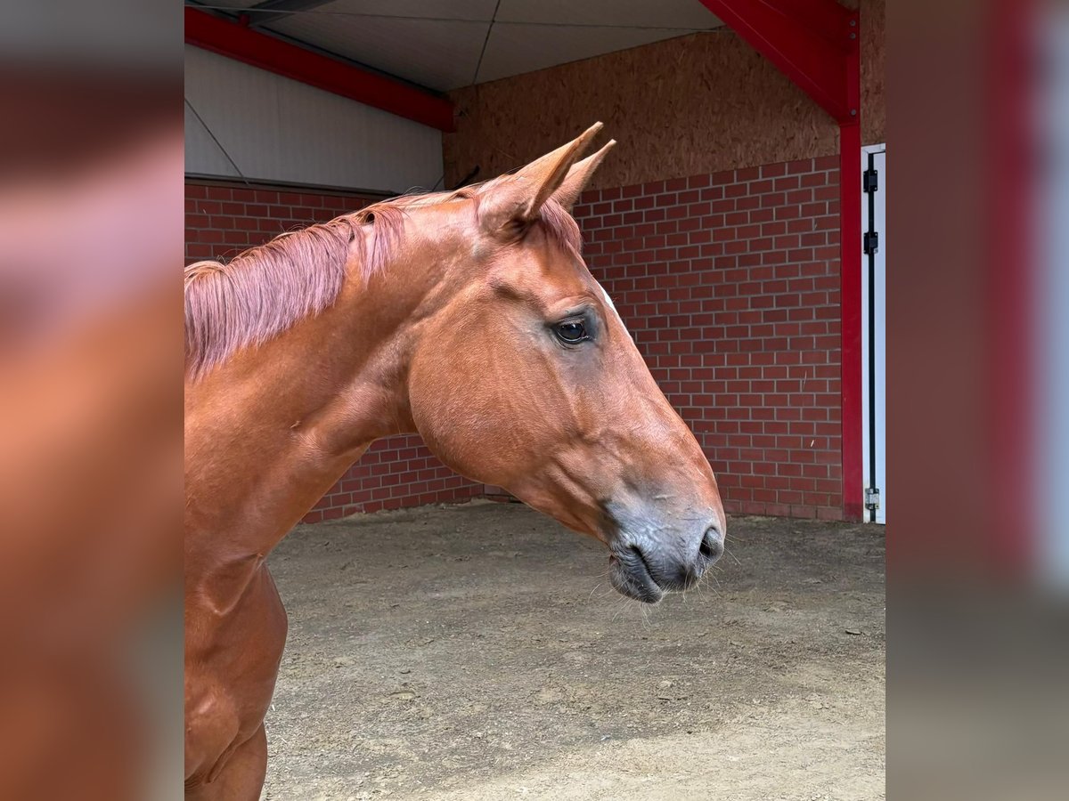 Zangersheider Mare 5 years 16,3 hh Chestnut-Red in Bramsche