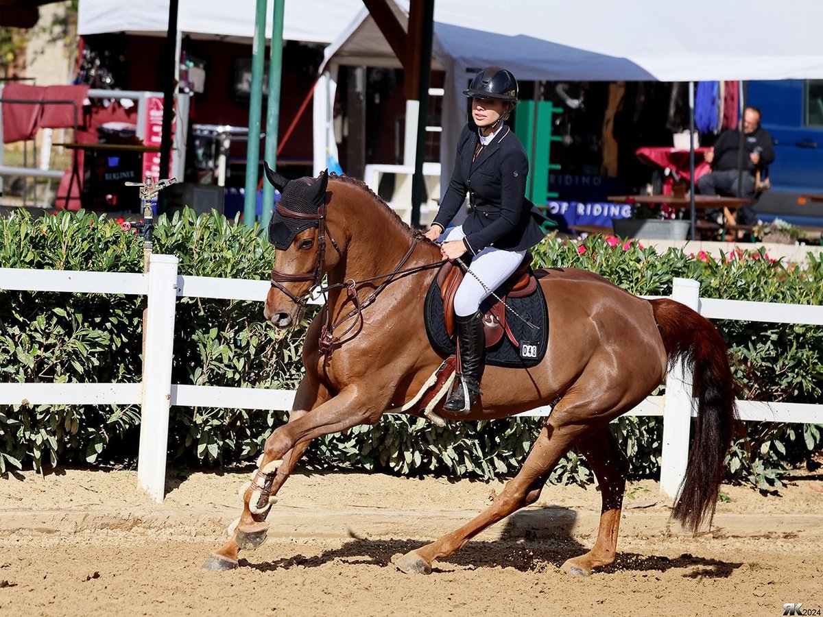 Zangersheider Mare 5 years 16,3 hh Chestnut in Storkow