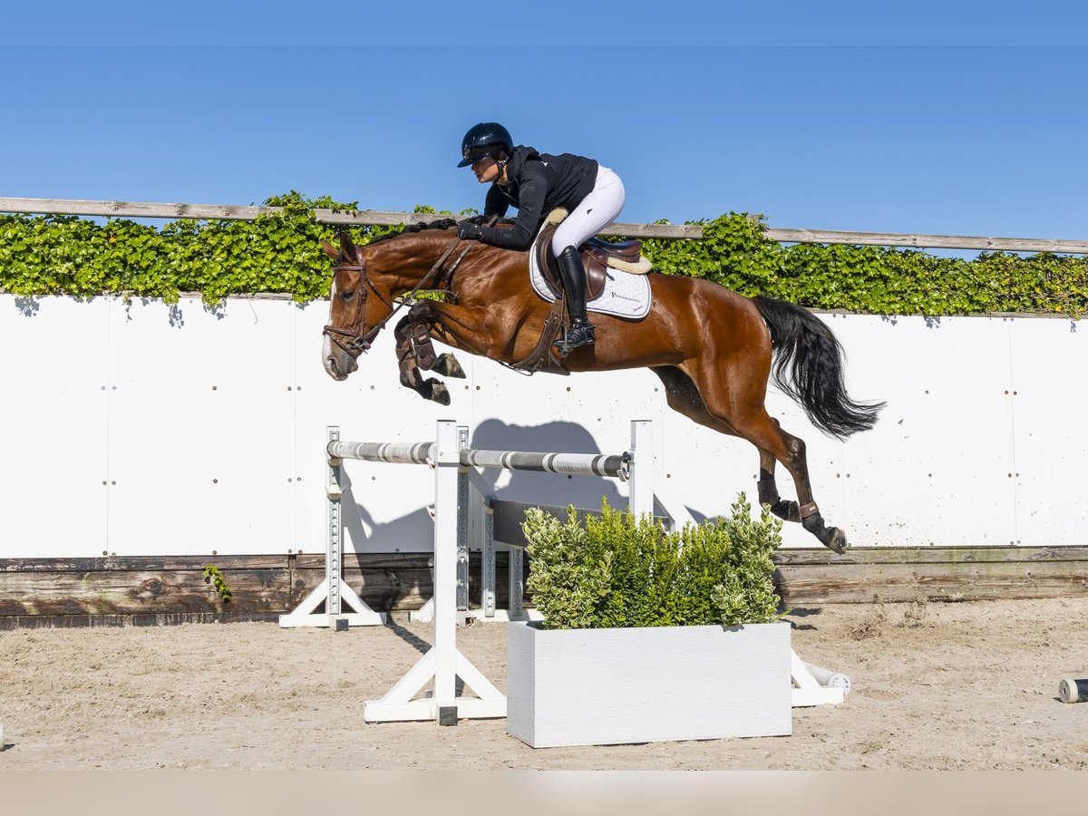 Zangersheider Mare 5 years 16 hh Brown in Waddinxveen