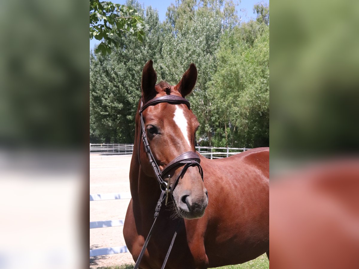 Zangersheider Mare 5 years 16 hh Chestnut-Red in W&#xFC;rzburg
