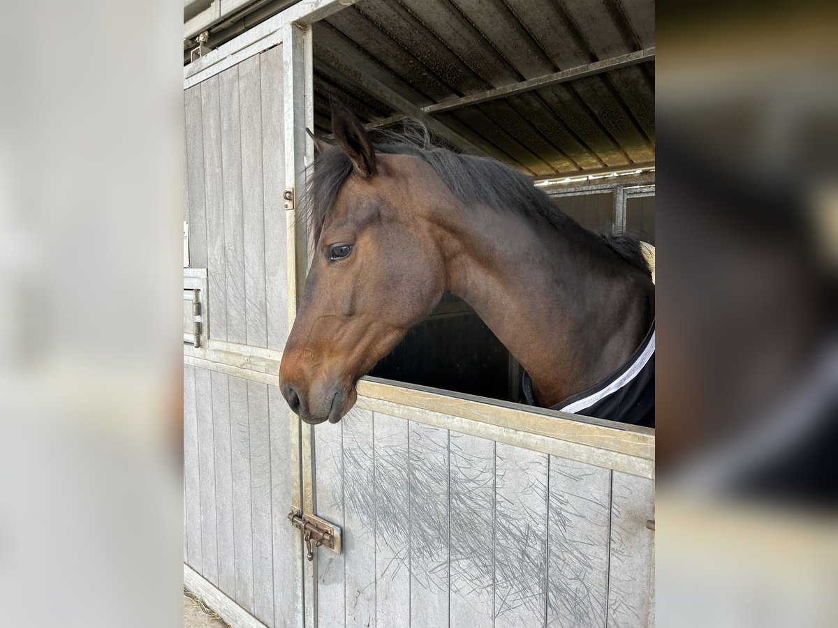 Zangersheider Mare 5 years 16 hh Smoky-Black in saint martin d ablois