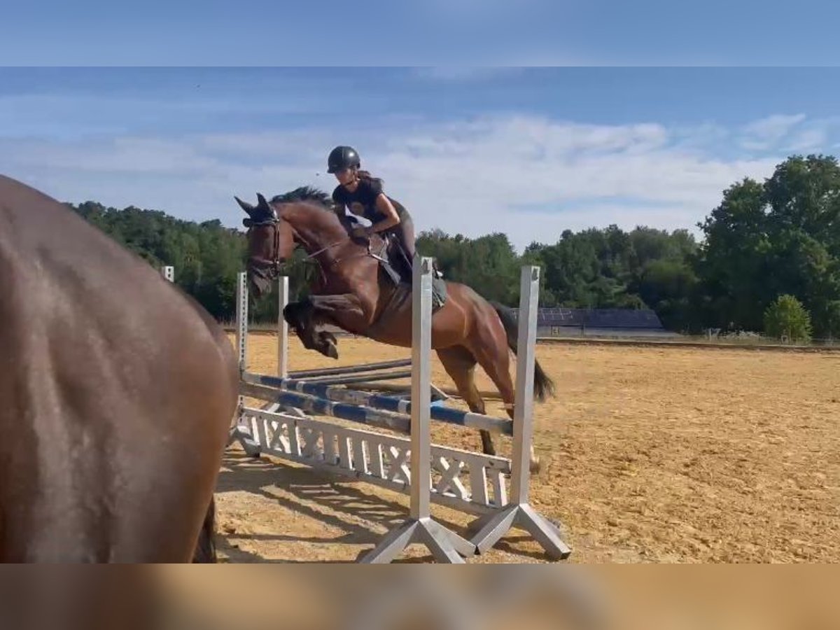 Zangersheider Mare 5 years 16,1 hh Brown in Pfeffenhausen