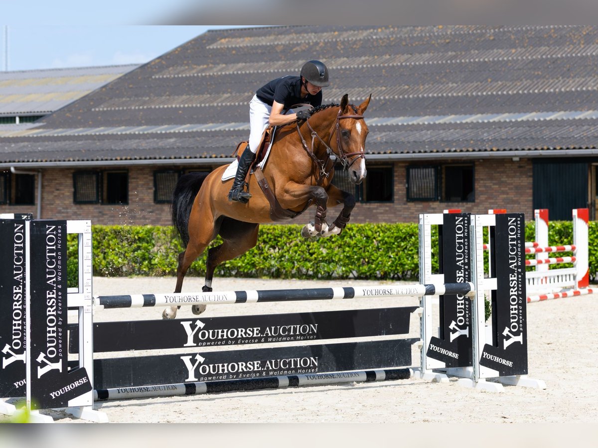 Zangersheider Mare 5 years 16,1 hh Brown in Waddinxveen