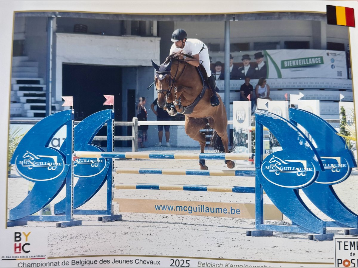Zangersheider Mare 5 years 16,1 hh in Li&#xE8;ge