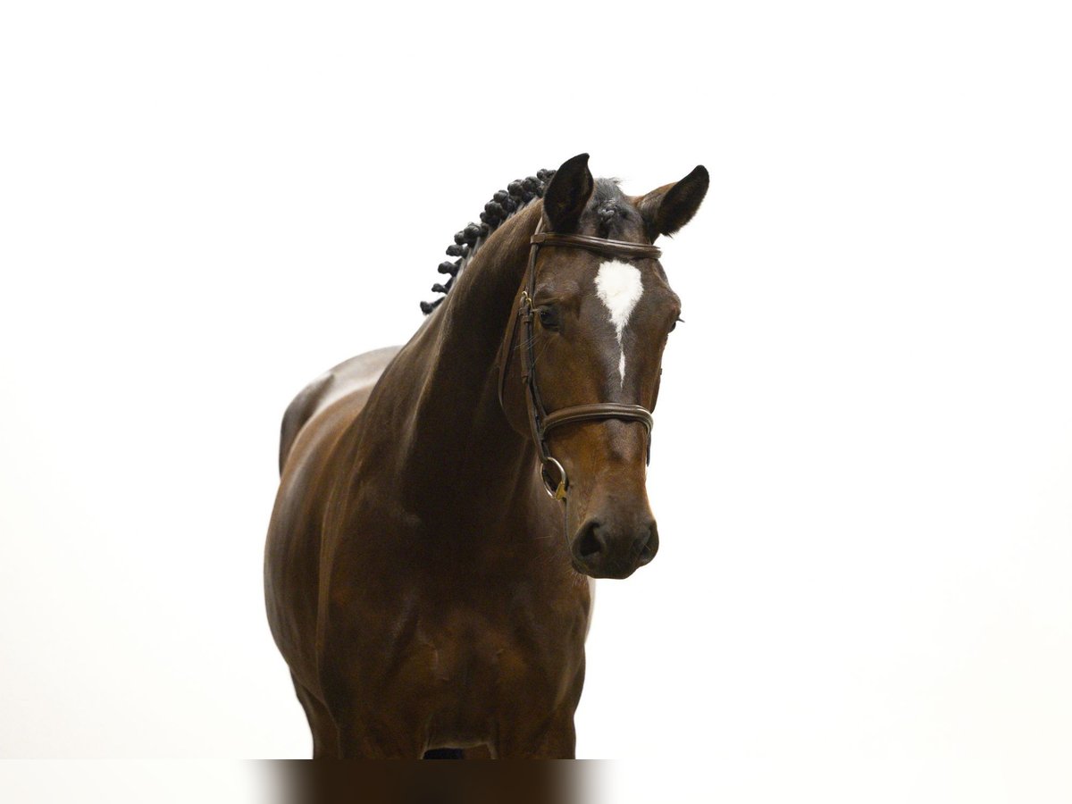 Zangersheider Mare 5 years 16,2 hh Brown in Waddinxveen