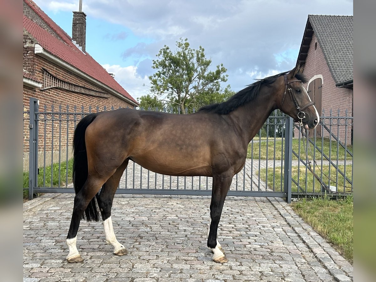Zangersheider Mare 5 years 16,2 hh Smoky-Black in Denderhoutem