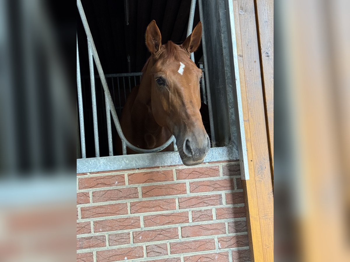 Zangersheider Mare 5 years 17 hh Chestnut-Red in Bramsche