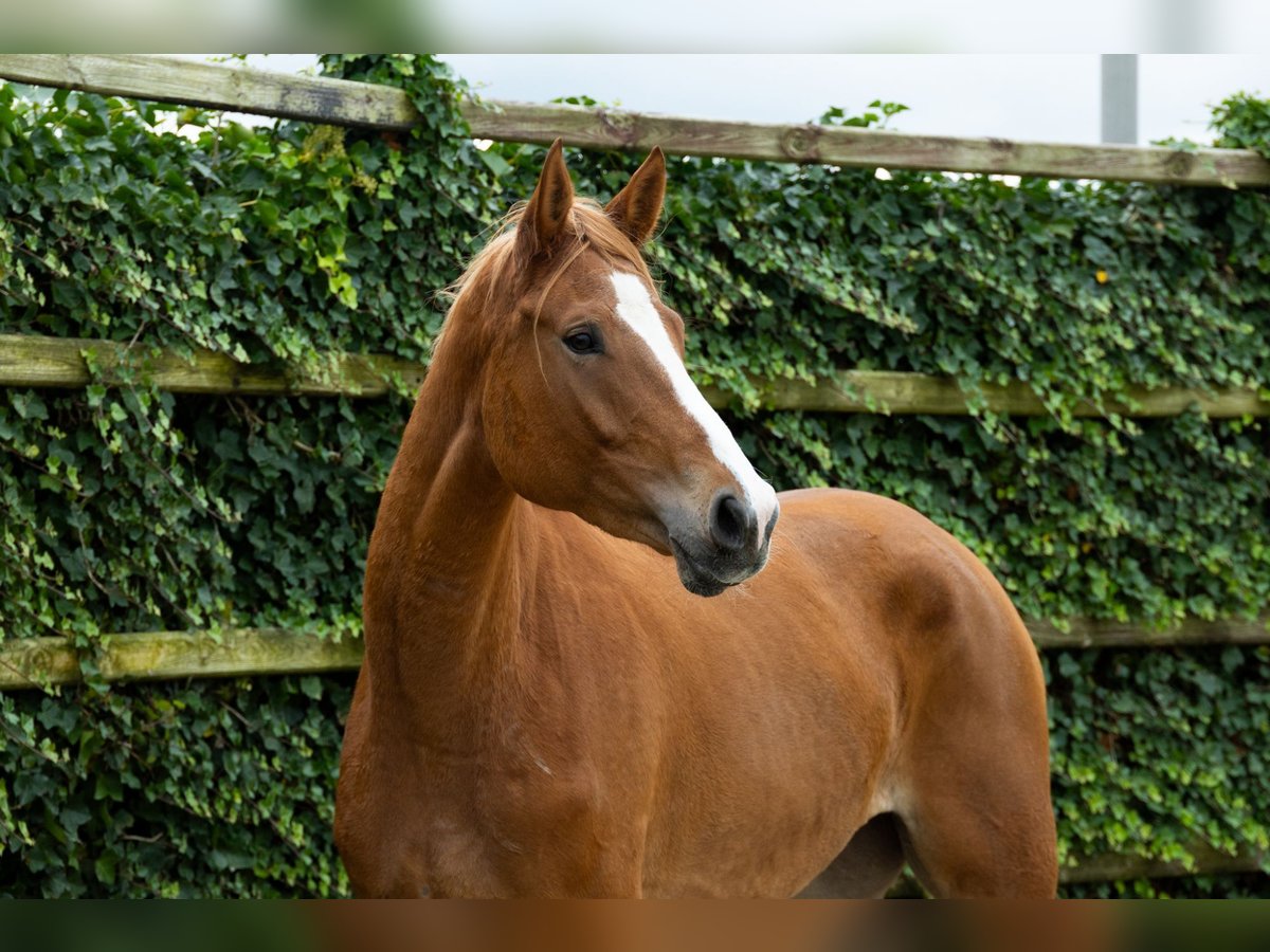 Zangersheider Mare 5 years 17,1 hh Chestnut-Red in Waddinxveen Zangersheider Mare 5 years 17,1 hh Chestnut-Red in Waddinxveen