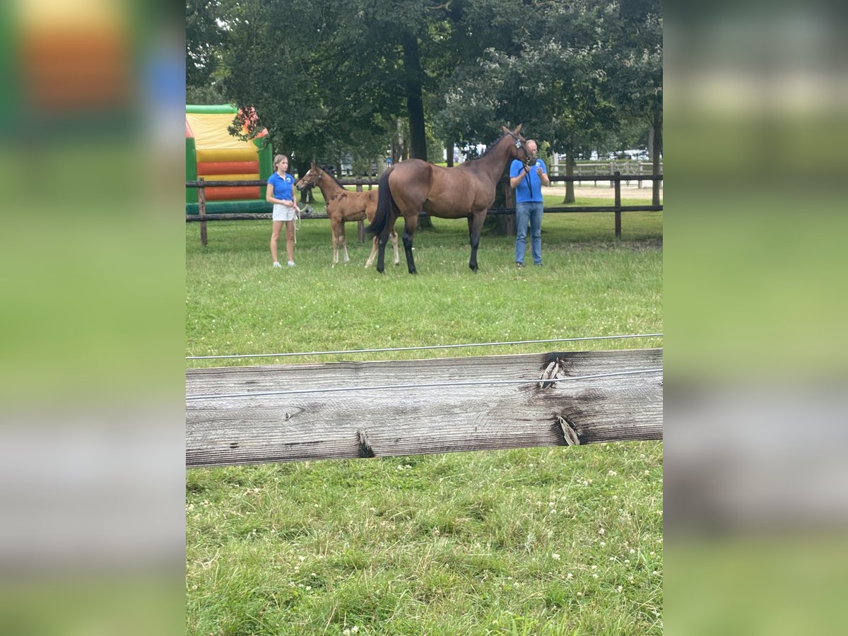 Zangersheider Mare 5 years Brown in Geilenkirchen