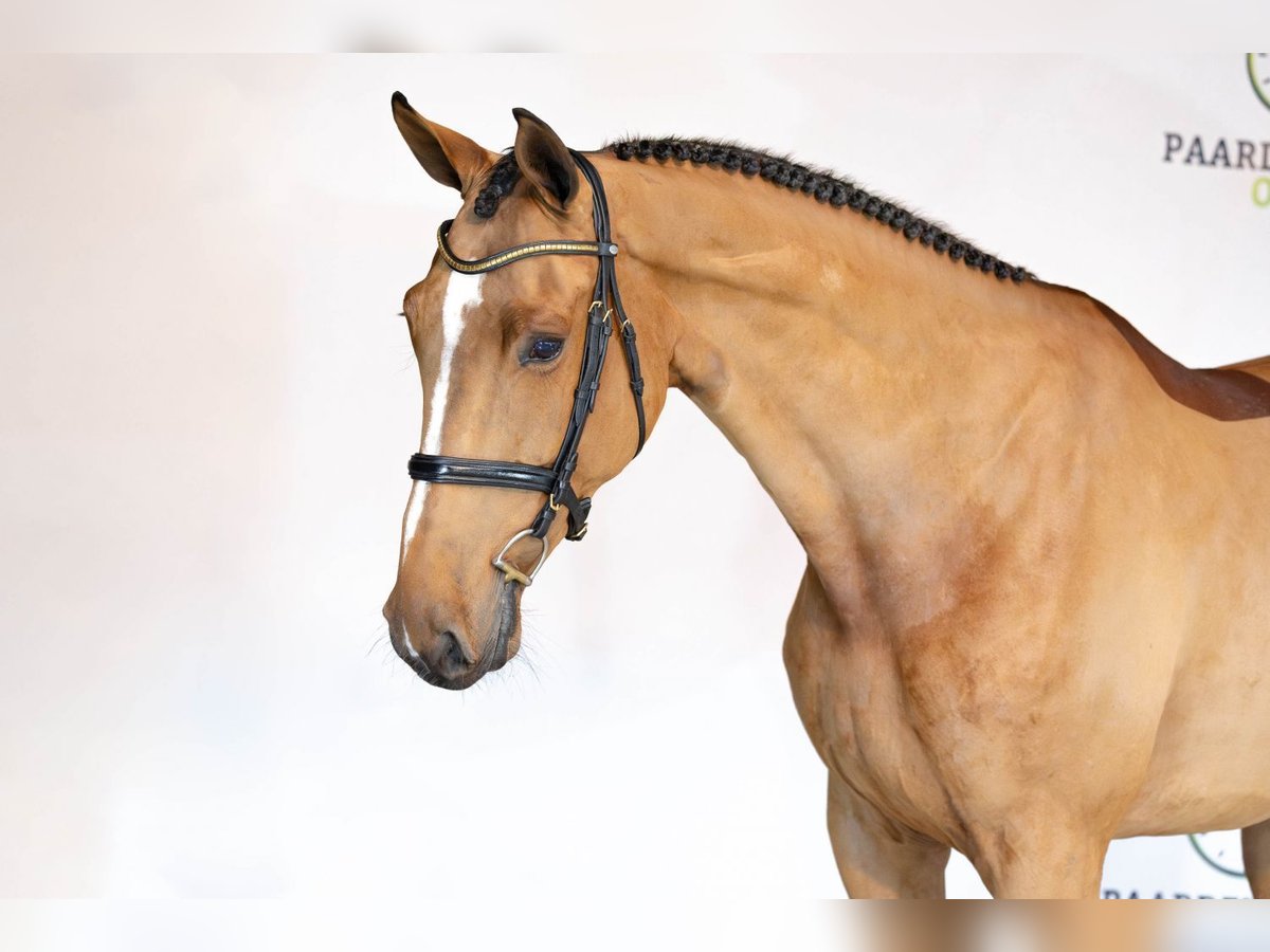 Zangersheider Mare 5 years Brown in Heerde
