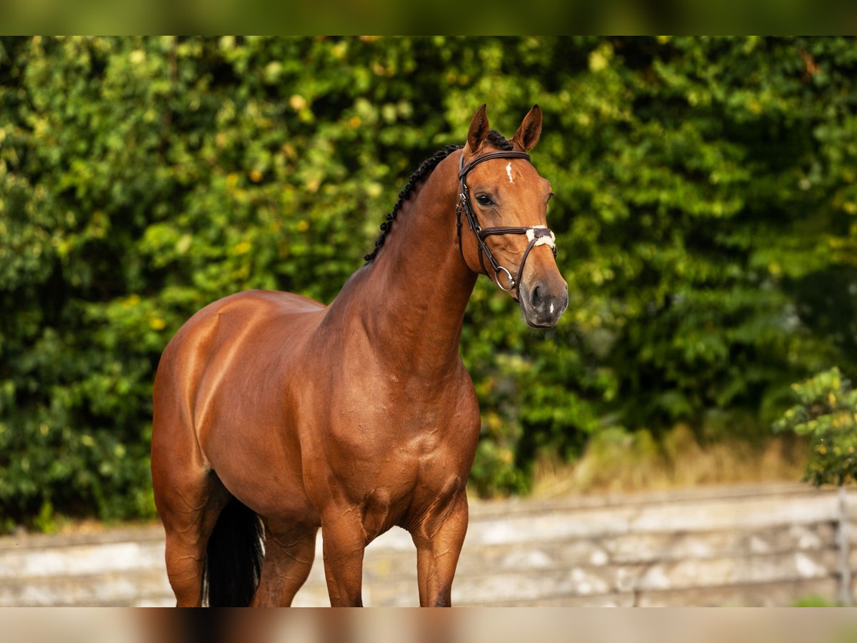 Zangersheider Mare 5 years Brown in Bocholt