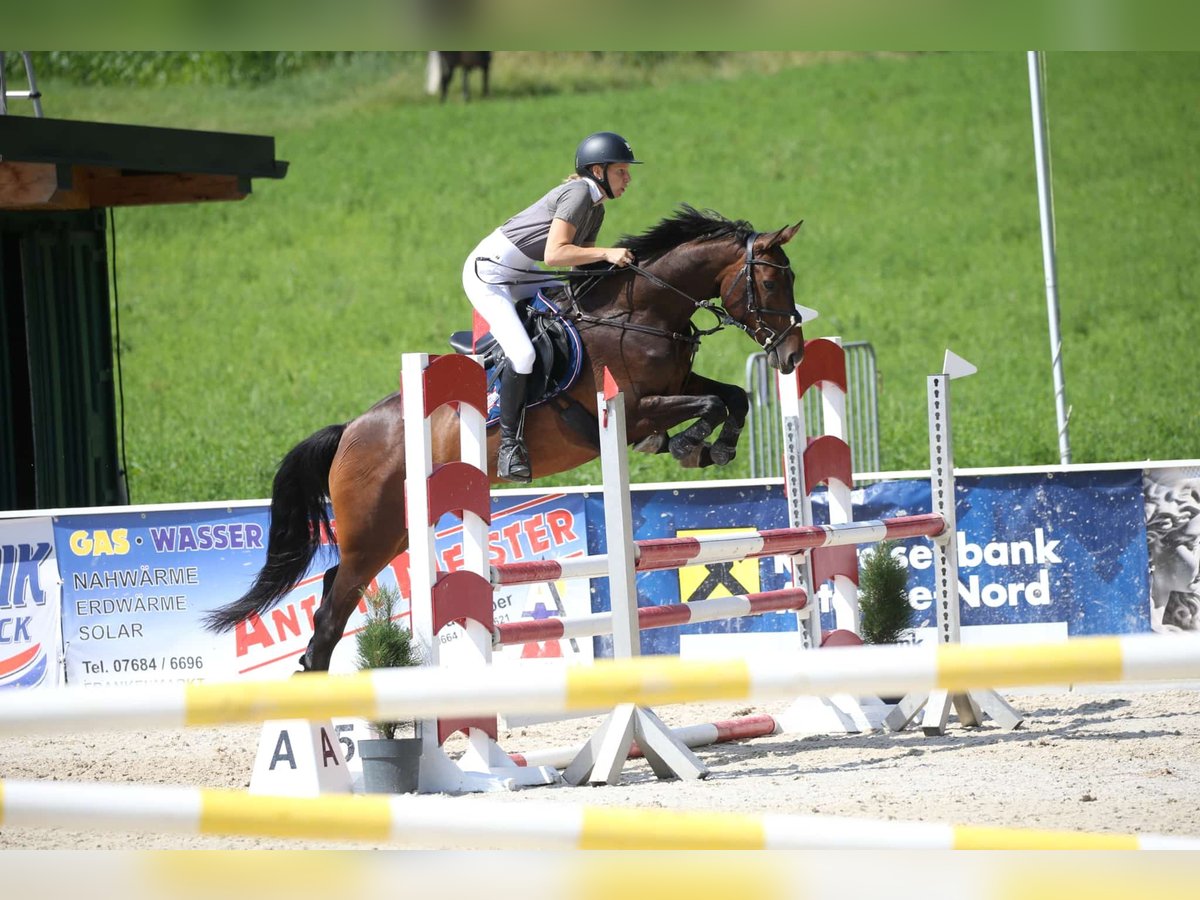 Zangersheider Mare 6 years 15,2 hh Brown in Elsbethen