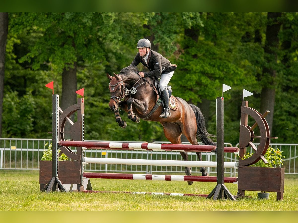 Zangersheider Mare 6 years 15,2 hh Bay-Dark in Chemnitz