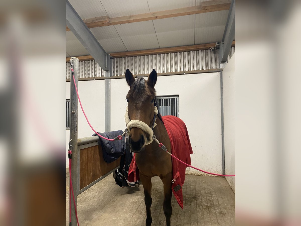 Zangersheider Mare 6 years 15,3 hh Brown in M&#xFC;nster
