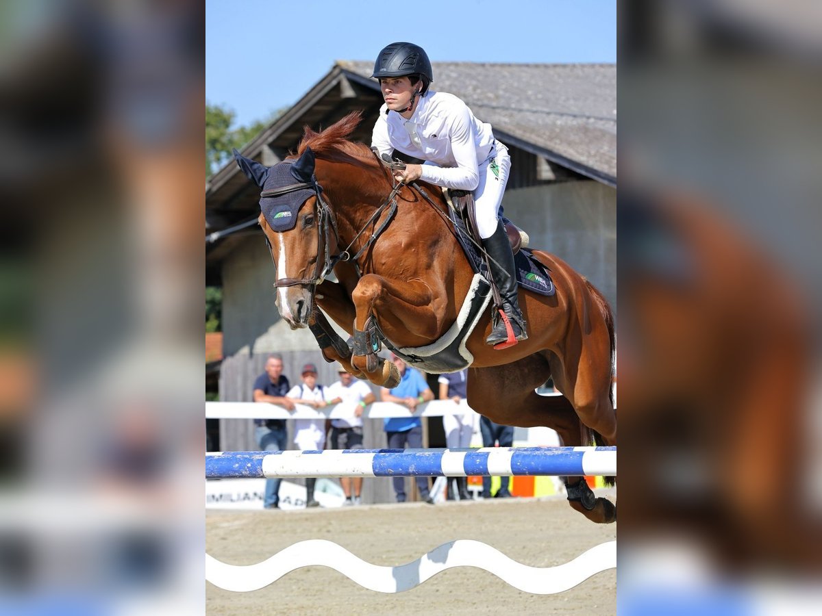 Zangersheider Mare 6 years 16,2 hh Chestnut-Red in Memmingen