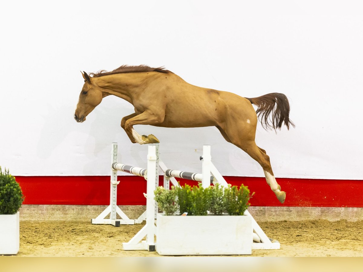 Zangersheider Mare 6 years 16,2 hh Chestnut-Red in Waddinxveen