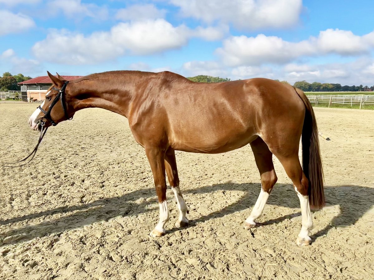 Zangersheider Mare 6 years 16,2 hh in Bad Essen