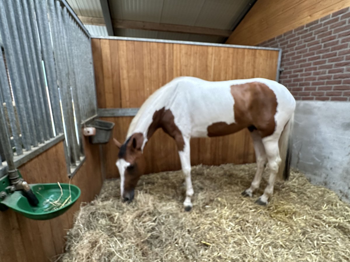 Zangersheider Mare 6 years 16,3 hh Pinto in Bad Kreuznach