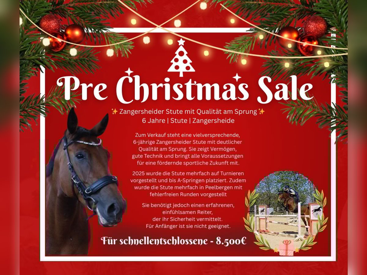 Zangersheider Mare 6 years 16 hh Bay-Dark in Ratingen