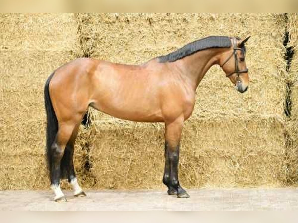 Zangersheider Mare 6 years 16 hh Bay in Bladel