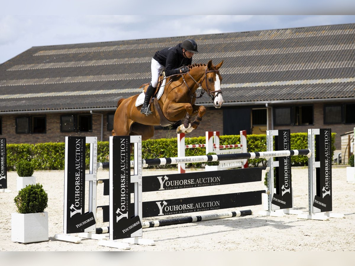 Zangersheider Mare 6 years 16 hh Chestnut-Red in Waddinxveen
