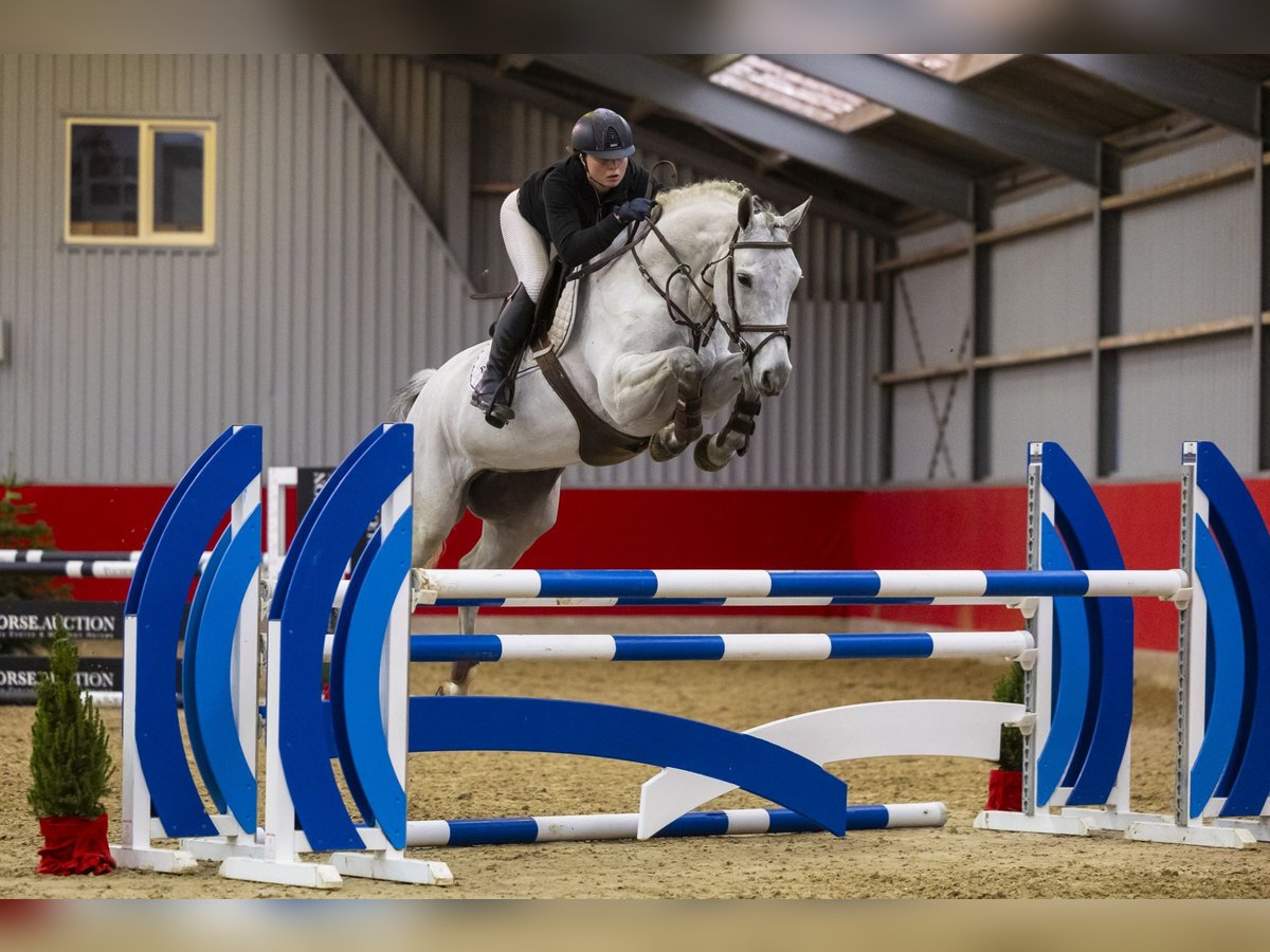 Zangersheider Mare 6 years 16 hh Gray in Waddinxveen