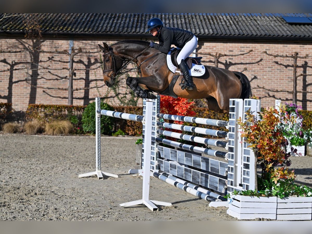 Zangersheider Mare 6 years 16,1 hh Bay-Dark in Bladel