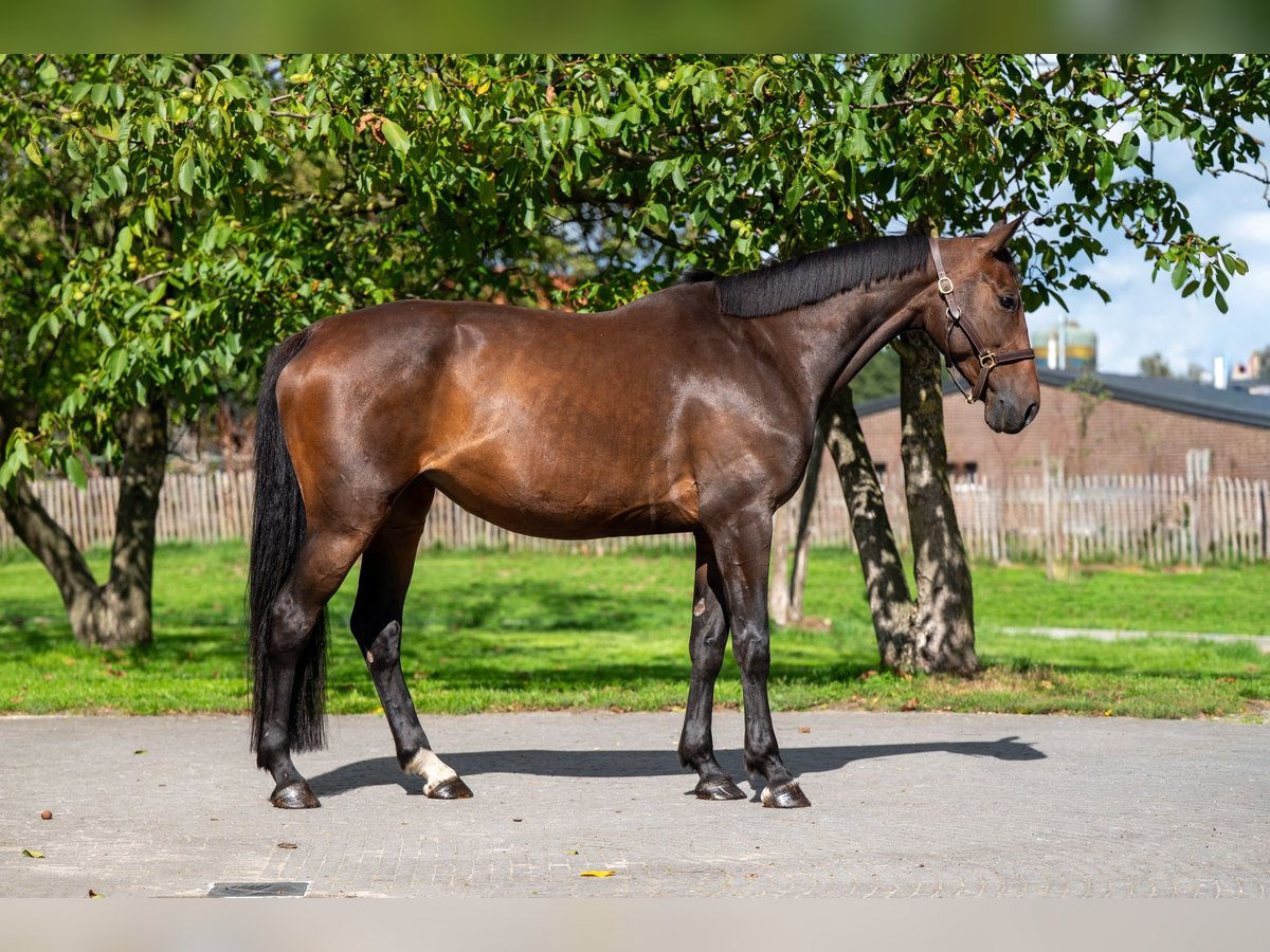 Zangersheider Mare 6 years 16,1 hh Bay-Dark in GROTE-BROGEL