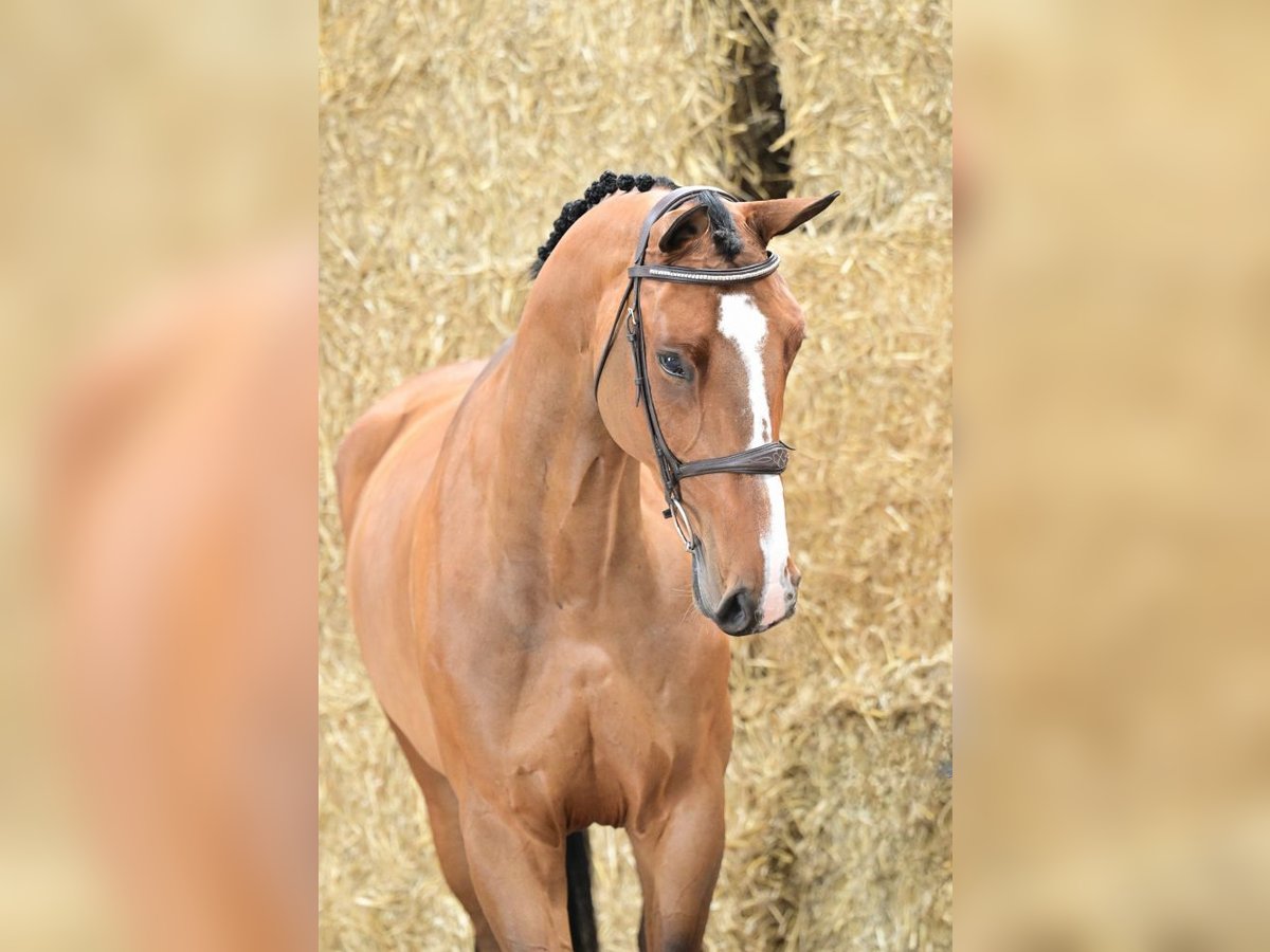 Zangersheider Mare 6 years 16,1 hh Bay in Bladel