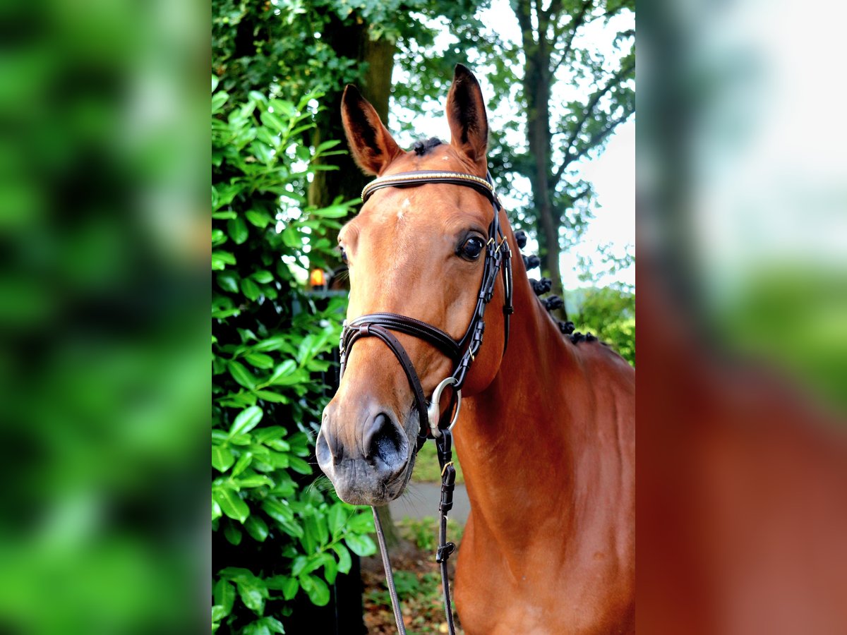 Zangersheider Mare 6 years 16,1 hh Brown in Meppen
