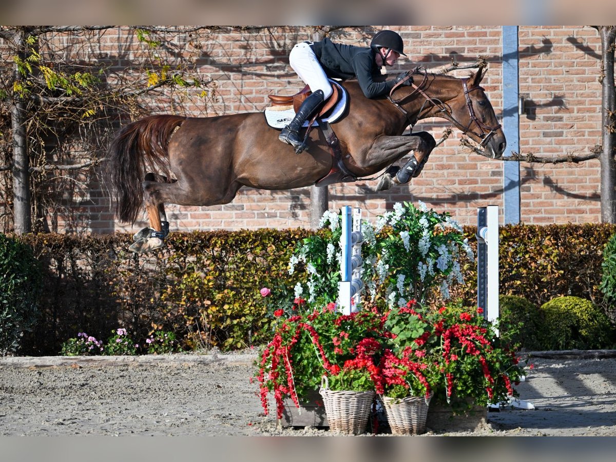 Zangersheider Mare 6 years 16,2 hh Chestnut in Bladel