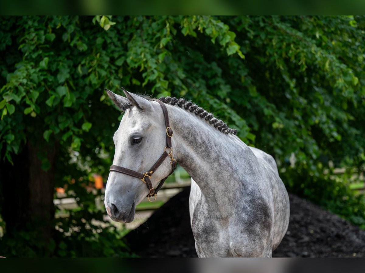 Zangersheider Mare 6 years 16,2 hh Grey-Dapple in lliria
