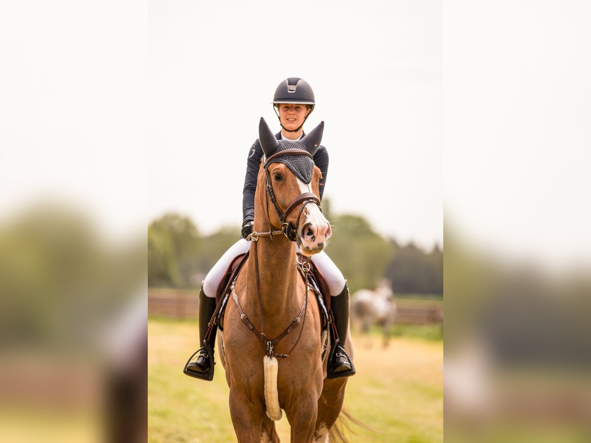 Zangersheider Mare 6 years 17 hh Chestnut-Red in Hegelsom