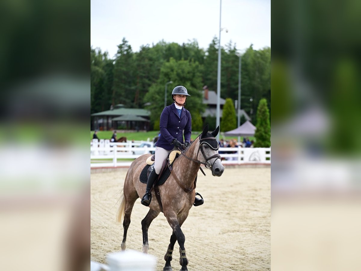 Zangersheider Mare 6 years Grey in &#x160;ni&#x16B;rai&#x10D;iai