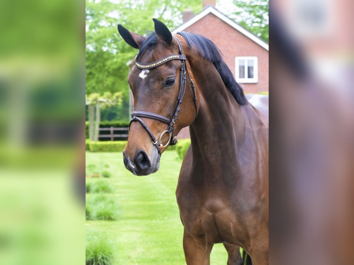 Zangersheider Mare 7 years 16,1 hh Bay-Dark in Aarberg