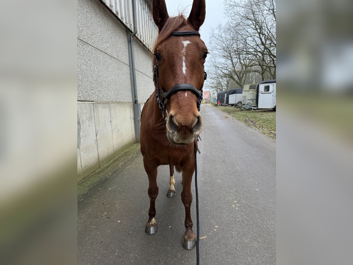 Zangersheider Mare 7 years 16,1 hh Chestnut-Red in Bergem