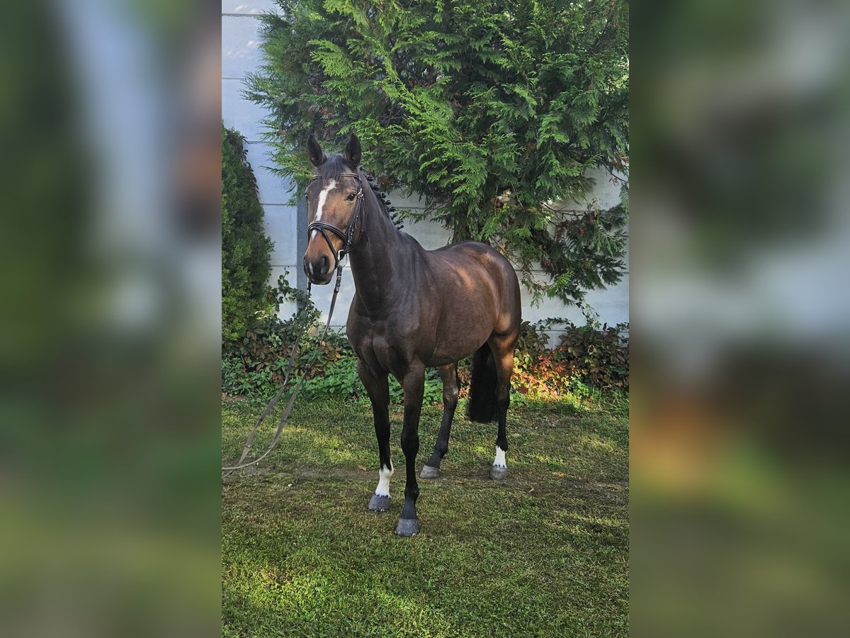 Zangersheider Mare 7 years 16 hh Brown in Löbnitz