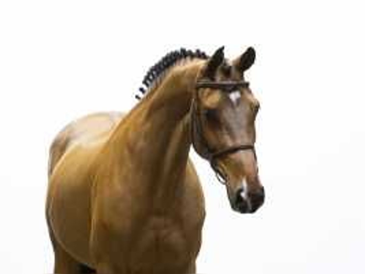 Zangersheider Mare 7 years 16 hh Brown in Waddinxveen