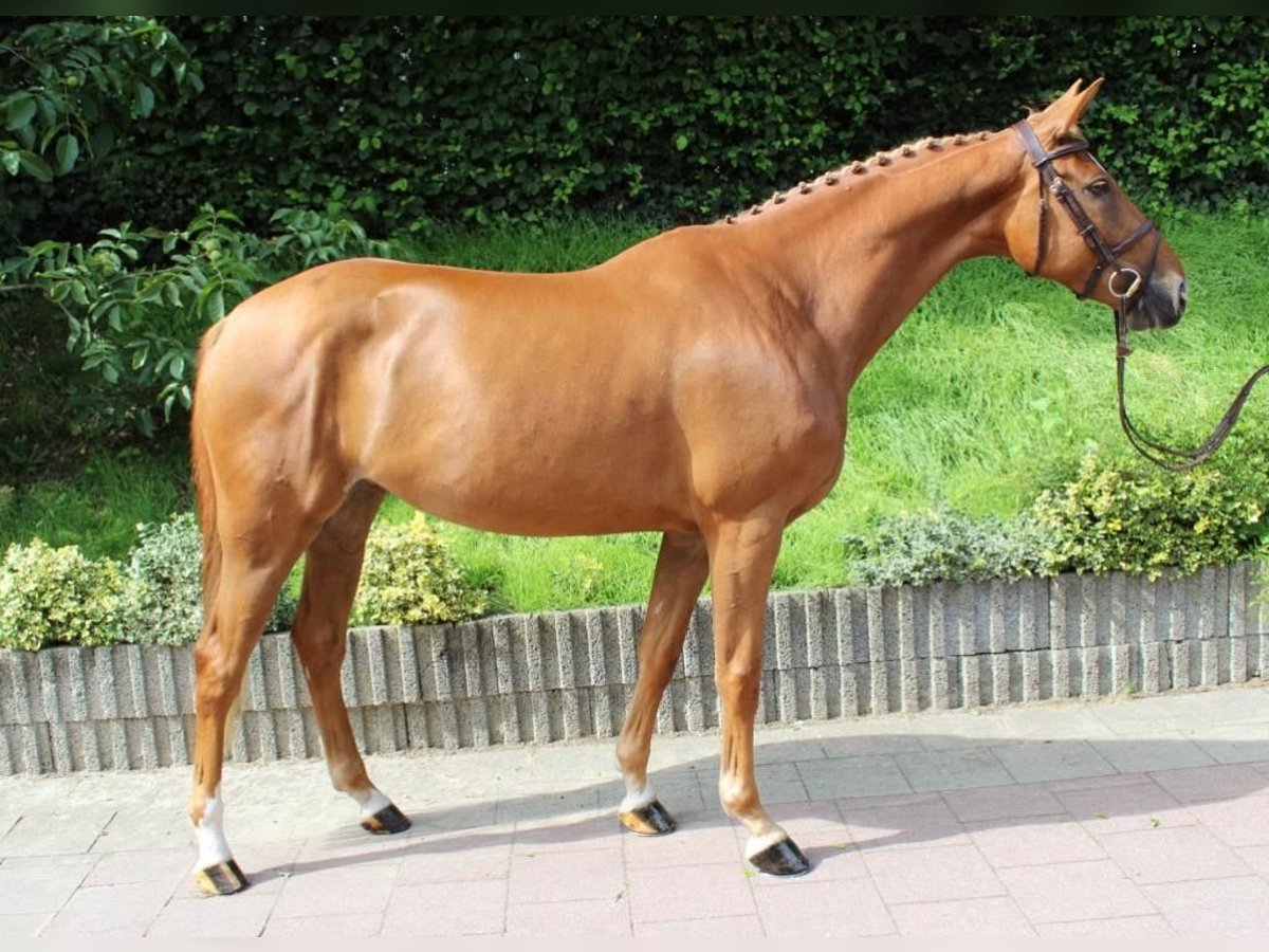 Zangersheider Mare 7 years 16 hh Chestnut-Red in Haan