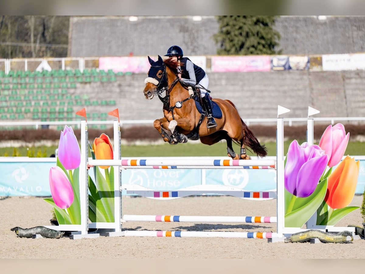 Zangersheider Mare 7 years 16 hh Grey-Red-Tan in Krakowiany