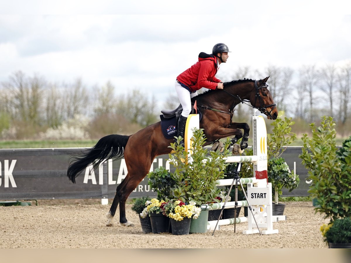 Zangersheider Mare 7 years 16,1 hh Brown in Majerje