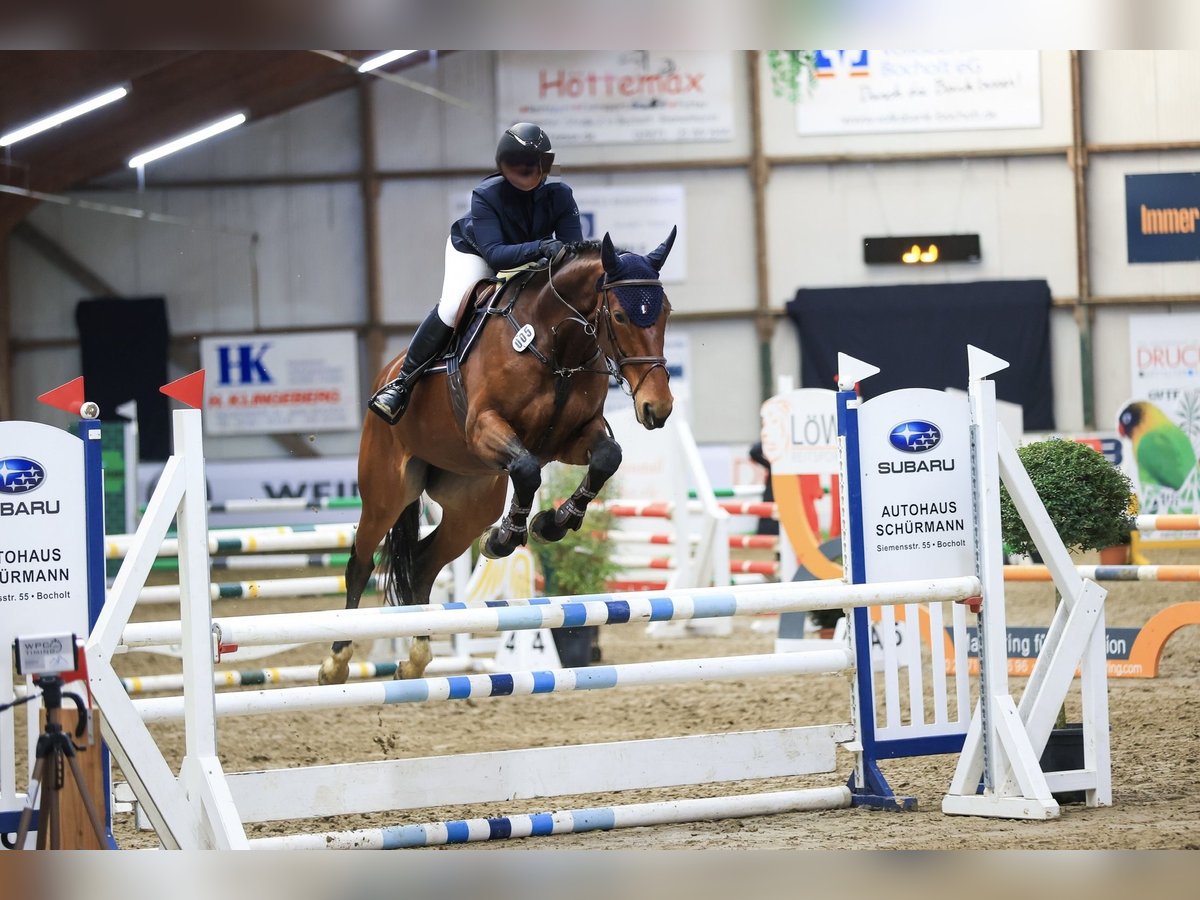 Zangersheider Mare 7 years 16,1 hh Brown in Rhede
