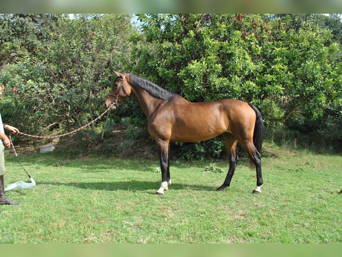 Zangersheider Mare 7 years 16,2 hh Brown in Canet De Mar