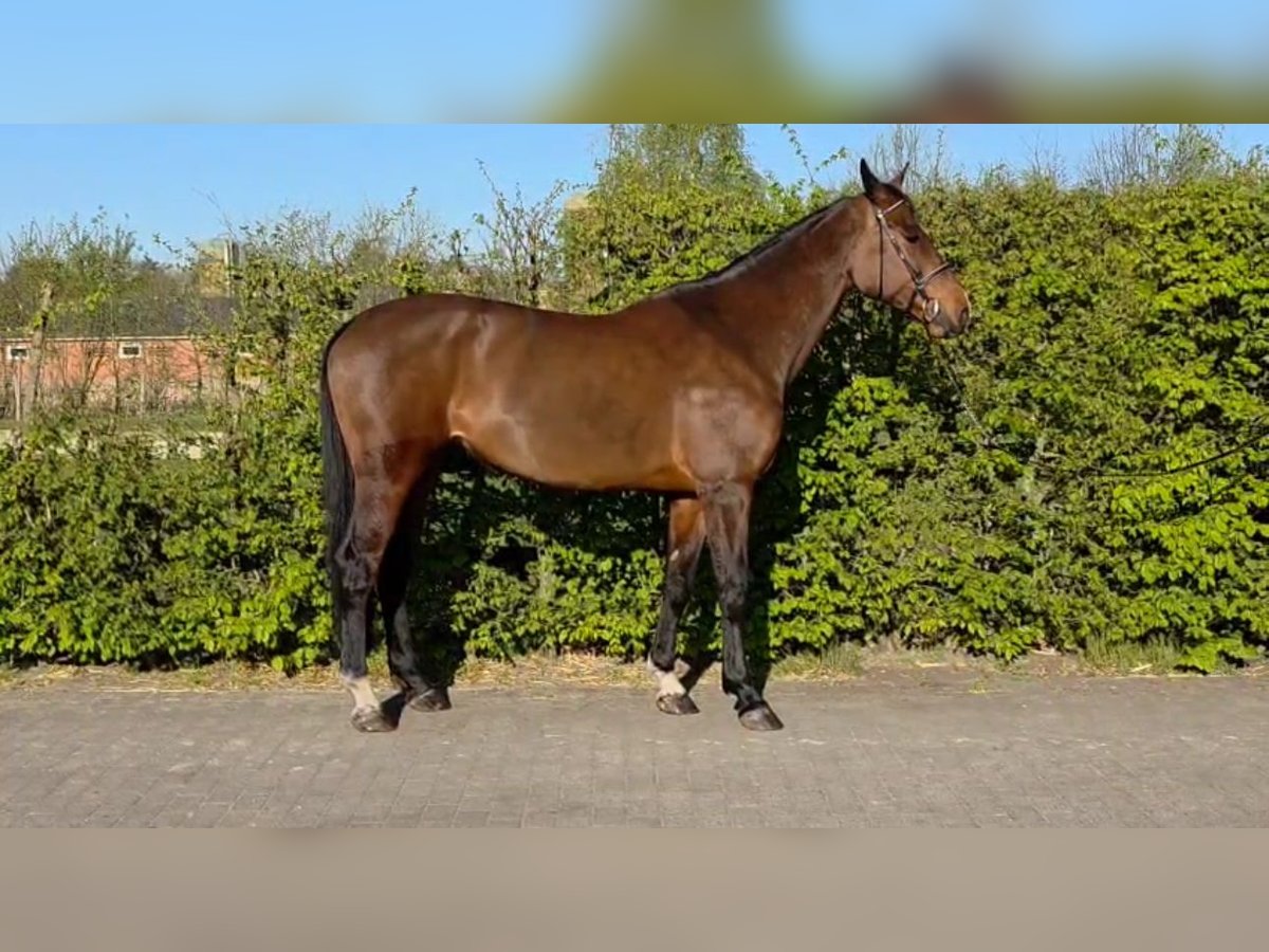 Zangersheider Mare 7 years 17,1 hh Bay-Dark in Hechtel eksel