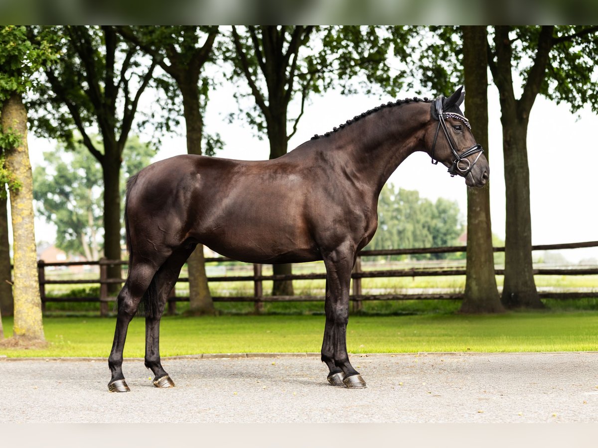 Zangersheider Mare 7 years Bay-Dark in Bocholt