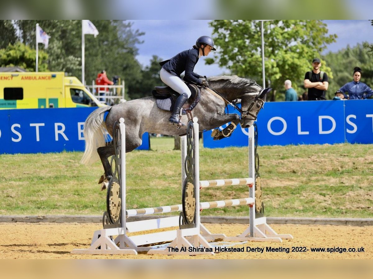 Zangersheider Mare 7 years Gray in Kent